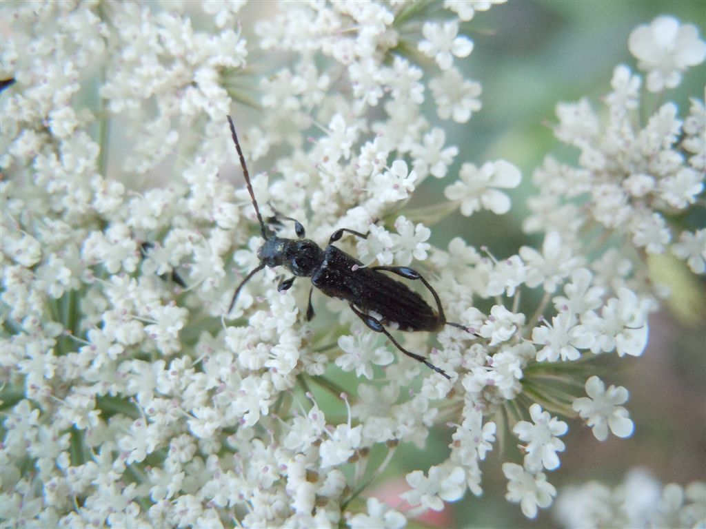 Stenopterus ater